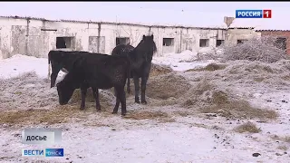 В Омском районе ввели карантин из-за анемии лошадей