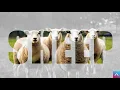 Download Lagu ANIMAL SOUND - SHEEP | Suara Domba