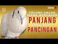 Download Lagu Puter  Pelung Gacor Suara Irama Mengalun Panjang Kuwok 2 Not Cocok Buat Pancingan ‼️