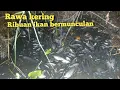 Download Lagu Ketika musim kemarau nemu ribuan ikan terdampar kekeringan di empang terbengkalai