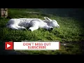 Psalm 23: The lord is my shepherd (Bible verses for sleep with God's Word)