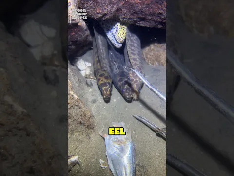 He Underestimated This Moray Eel 😳