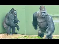 Download Lagu Silverback enjoys being chased by an angry female gorilla｜Shabani Group