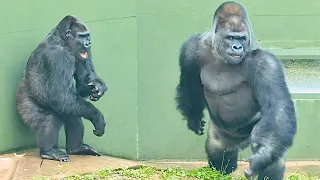 Silverback Enjoys Being Chased By An Angry Female Gorilla Shabani Group 