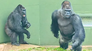 Download Silverback enjoys being chased by an angry female gorilla｜Shabani Group MP3