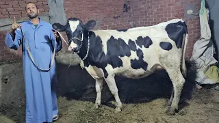 عاجل ضربة جوية بمزرعة المعلم علاء ارخص اسعار البقر الوالد والبن وعجلات سوبر والضرب في المليان 