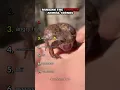 Download Lagu Ranking The Funniest Frogs Sounds Part 2