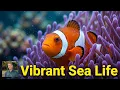 Vibrant Underwater World at Atlanta Aquarium