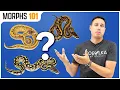 What Morph Is Your Pet Store Ball Python Morphs 101
