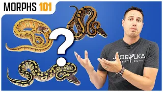 What Morph Is Your Pet Store Ball Python Morphs 101