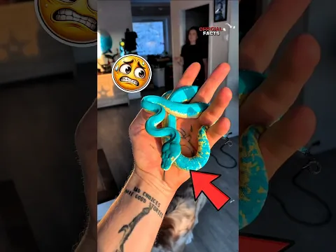 🐍 Top 3 Most Stunning Snakes You’ve Ever Seen! #Shorts