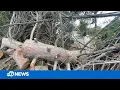 Major cleanup power outages following storm in Saratoga Calif