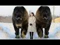 Download 10 Abnormally Large Dogs Around The World! mp4 3gp mp3 videos - waplic