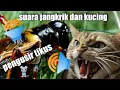 Download Lagu Pengusir tikus, suara jangkrik dan kucing