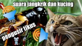 pengusir tikus suara jangkrik dan kucing