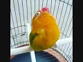 Download Lagu masteran burung yang gampang di ingat da. komplit#viral #kicau #kicaumania #masteranburung