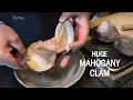 MAHOGANY clam at restaurant UNDER in Lindesnes Norway