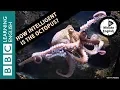 How intelligent is the octopus 6 Minute English