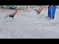 Lagu ayam bangkok jumpa ayam birma di kebun !!! ternyata kuda lari bro !!! bk pings4n kehabisan nafas !