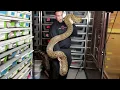 Burmese pythons Growth rate and various life stages