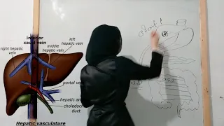 الباب الثاني أحياء الهرمونات العلاقة بين الغدة الدرقية و غدة البنكرياس الثيروكسين و الأنسولين 