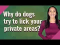 Why do dogs try to lick your private areas