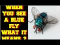 WHEN YOU SEE A BLUE FLY INSECT WHAT DOES IT MEAN