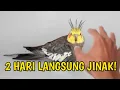 Download Lagu Cara Menjinakkan Burung Falk/Parkit Australia Liar Dewasa
