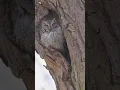 Download Lagu Owl Sounds ❤️ ( Owl hooting ) (7)