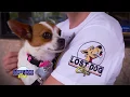 emBARK TV - Lost Dog Cafe Webisode