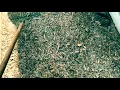 Mulch Bed Solutions Menards Black Wood Mulch