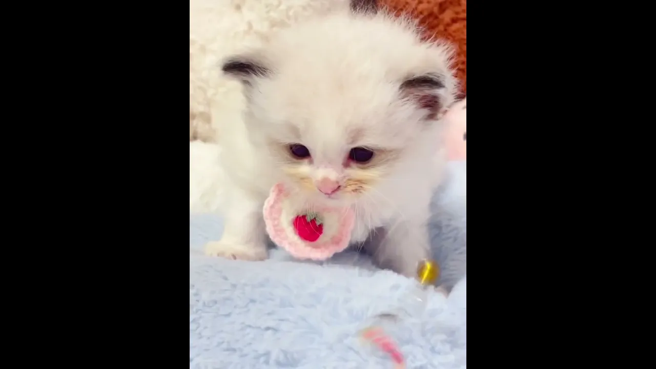 動画