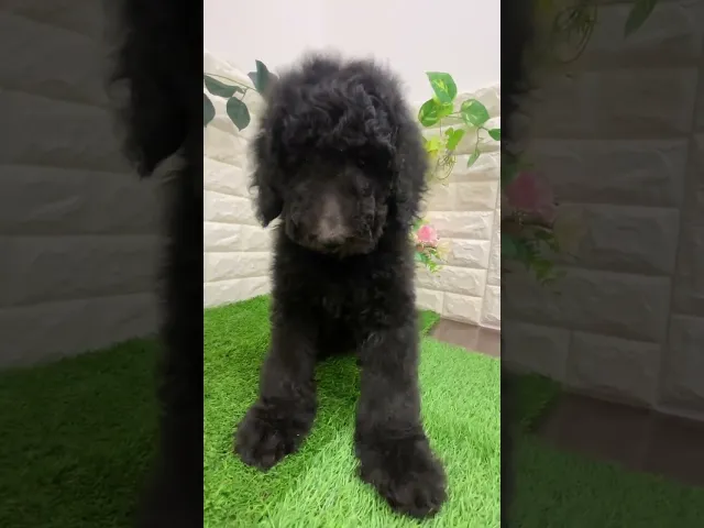 動画