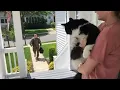 What happens when a cat sees its dad come home? #cat