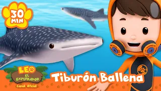 ¡CONOCE A LOS DEPREDADORES DEFINITIVOS DEL OCÉANO: LOS TIBURONES! | Leo, El Explorador | Animación