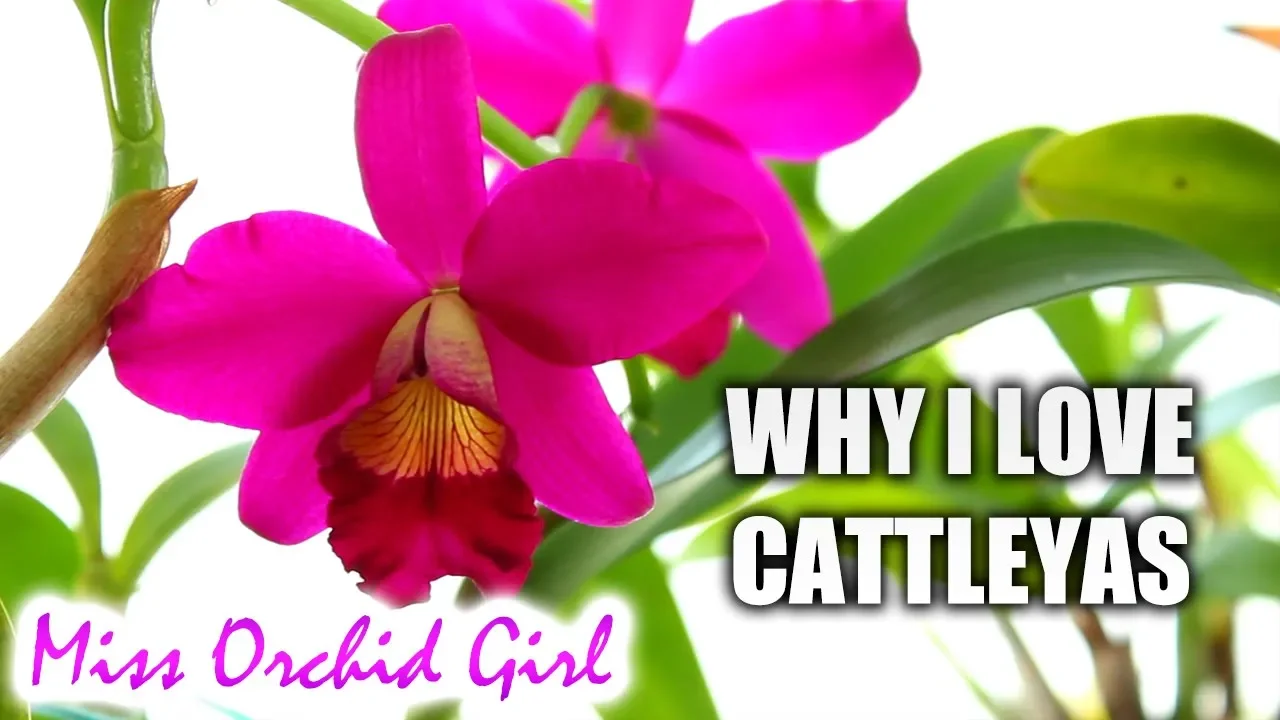 5 REASONS TO LOVE CATTLEYA ORCHIDS