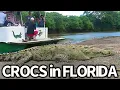 Are Crocodiles Taking Over Florida