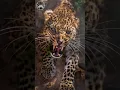Lagu 5 Datos sobre el jaguar #shorts #animales #viral