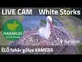 Download Lagu LIVE White Stork Nest Cam (Solt, Hungary)