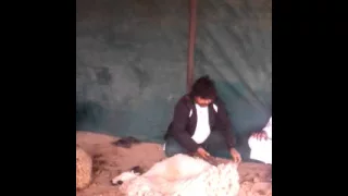 الزاز في رمادة سقدل 