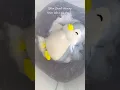 Because even penguins deserve to shine for Diwali