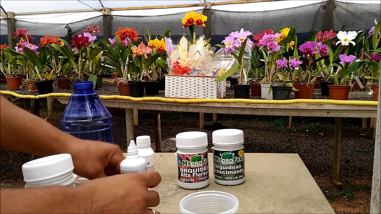 ADUBAÇÃO CORRETA DAS ORQUÍDEAS