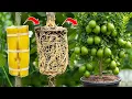 Download Lagu 🌿I Used Banana Power to Grow a Lemon Tree in 1 Month🍌
