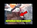 Download Lagu Astaga, Pohon ini Tiba-tiba Mengeluarkan Darah Ketika Sedang Ditebang