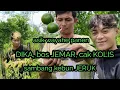 DIKA, bos JEMAR, cak KOLIS rombongan sambang kebun Jeruk, wes wayahe panen... 