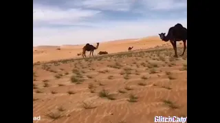 شيلة الايارسولي بلغه 