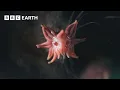 The Weird and Wonderful Star-Nosed Mole 4K U Mammals BBC Earth
