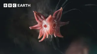 The Weird and Wonderful Star-Nosed Mole 4K U Mammals BBC Earth