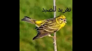 تغريد البسبوس للصيد  تغريد البسبوس للصيد