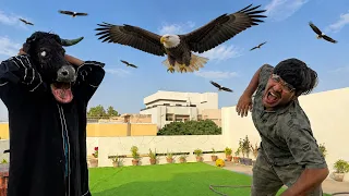Eagle Ko Khana Khila dia 🦅😳 Cow Pumpii Ahmed Dargye Eagle Sy 😅